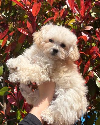 Barboncino Mini Toy maschietto