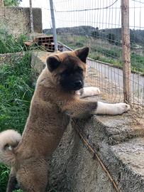 Akita Americano