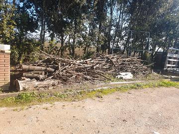 legna da ardere il leccio quercia 