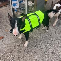 Giubbotto Salvagente Cane