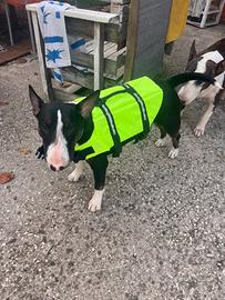Giubbotto Salvagente Cane