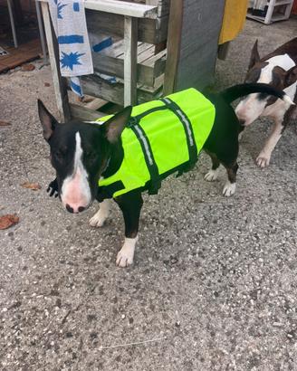 Giubbotto Salvagente Cane