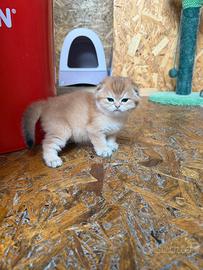 Scottish fold