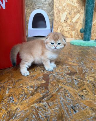 Scottish fold
