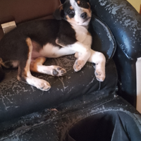 Cucciolo nano meticcio 3 mesi circa