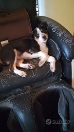 Cucciolo nano meticcio 3 mesi circa