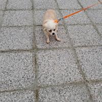 Chihuahua femmina pelo lungo color crema