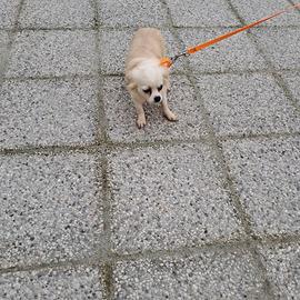Chihuahua femmina pelo lungo color crema