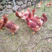 Galline ovaiole rosse