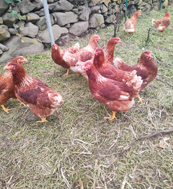 Galline ovaiole rosse