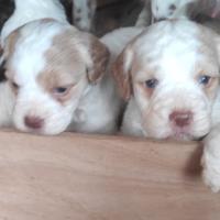 Cuccioli di cane