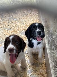Cuccioli di Springer spaniel
