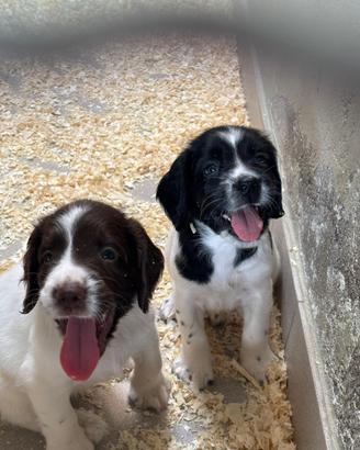 Cuccioli di Springer spaniel