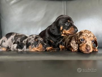 Cuccioli bassotti merle maschi e femmine