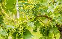 terreno-agricolo-a-san-dona-di-piave-opportunit