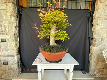 Bonsai vari