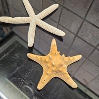 stelle marine