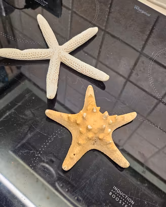 stelle marine