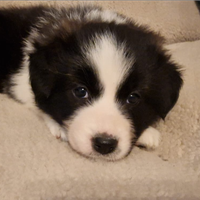 6 Cuccioli di Border Collie