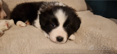 6 Cuccioli di Border Collie