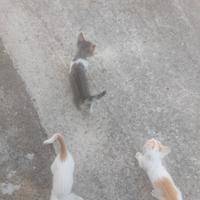  gattini 