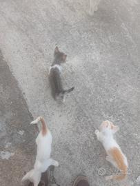 gattini 