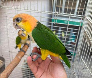Caicco testa arancio