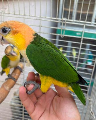 Caicco testa arancio