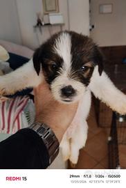 Jack Russell broken