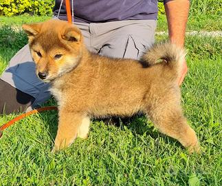 Cuccioli di shiba inu