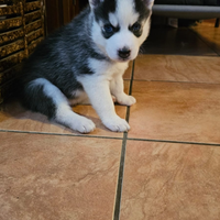 Siberian husky
