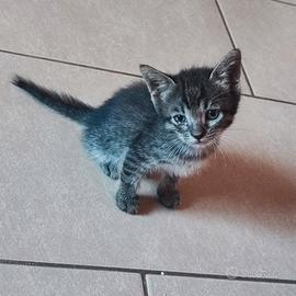Gattini Meravigliosi