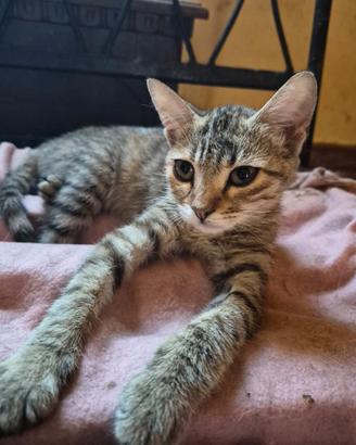Tigrottina di 3 mesi in adozione