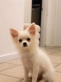 Cucciolo pomchi