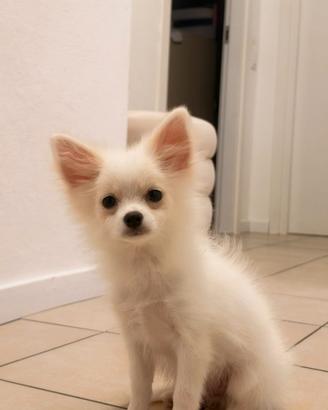 Cucciolo pomchi