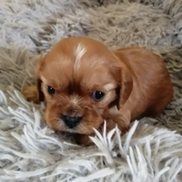 Femminucce cavalier king
