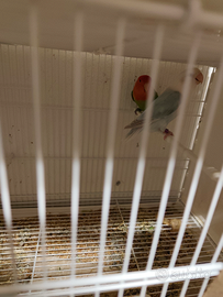 Coppia inseparabili NT