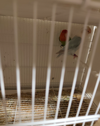 Coppia inseparabili NT