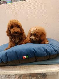 Cuccioli di barboncini toy