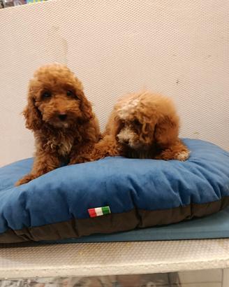 Cuccioli di barboncini toy