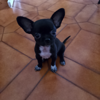 Chiwawa senza pedigree