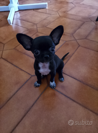 Chiwawa senza pedigree