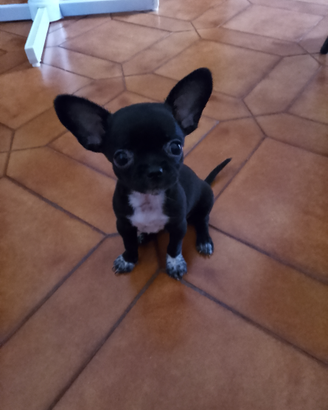 Chiwawa senza pedigree