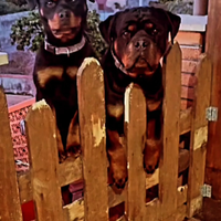 Coppia di Rottweiler
