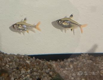 Pesci Tetra Xray