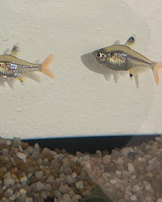 Pesci Tetra Xray