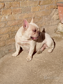 Bulldog Francese