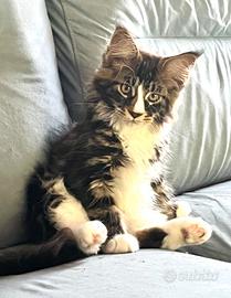 Cucciolo di Maine coon