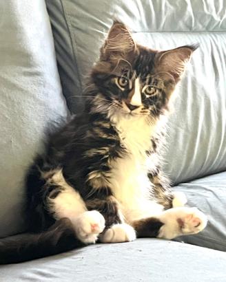 Cucciolo di Maine coon