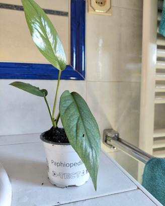 Epipremnum 'Cebu Blue'